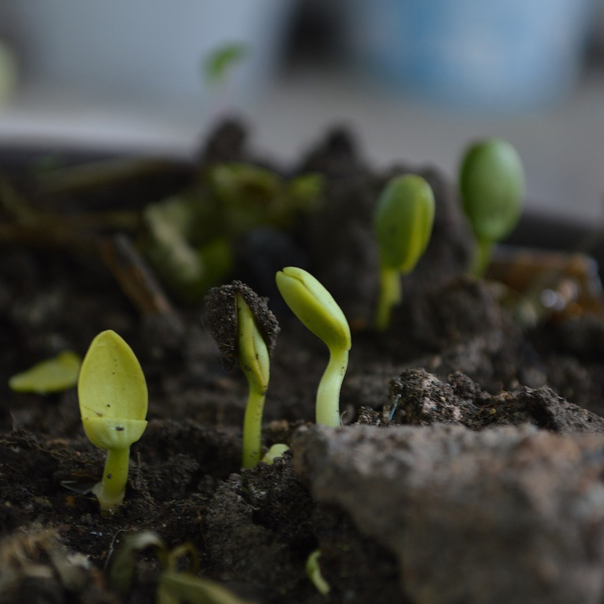 Regenerative gardening