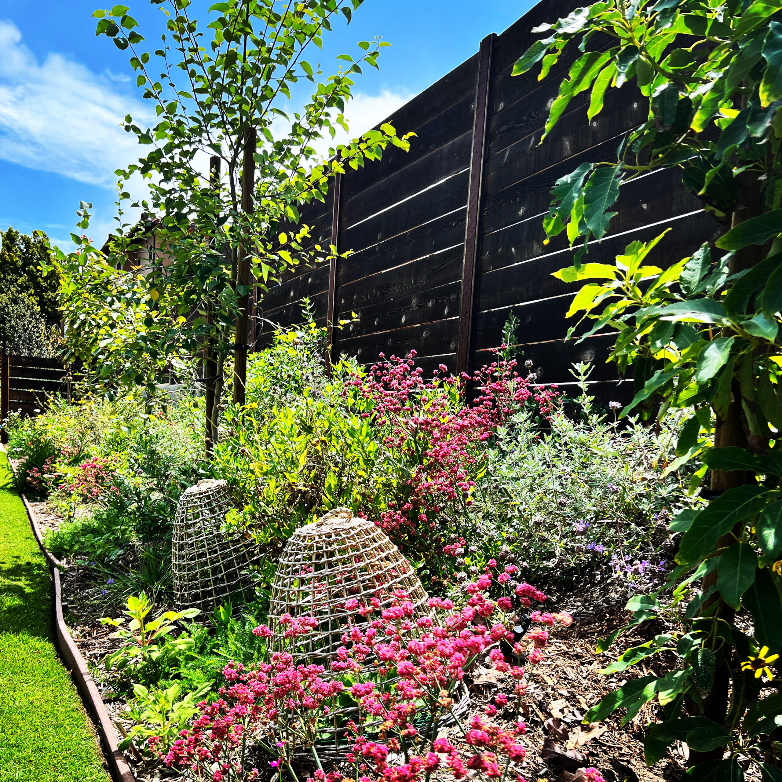 CA Native plants